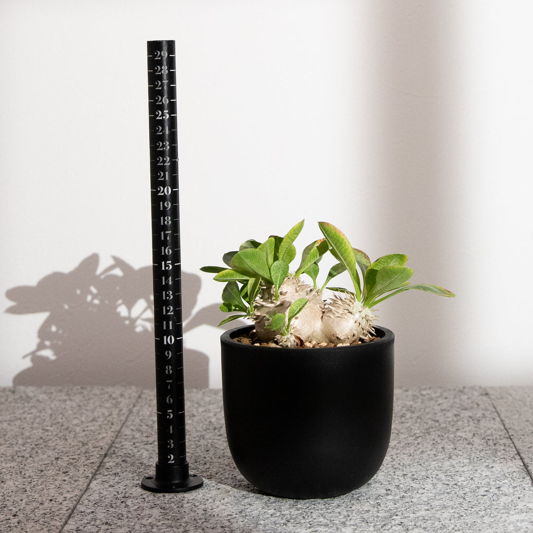 パキポディウム・恵比寿大黒｜(PK-DEN-2507-003-ES)