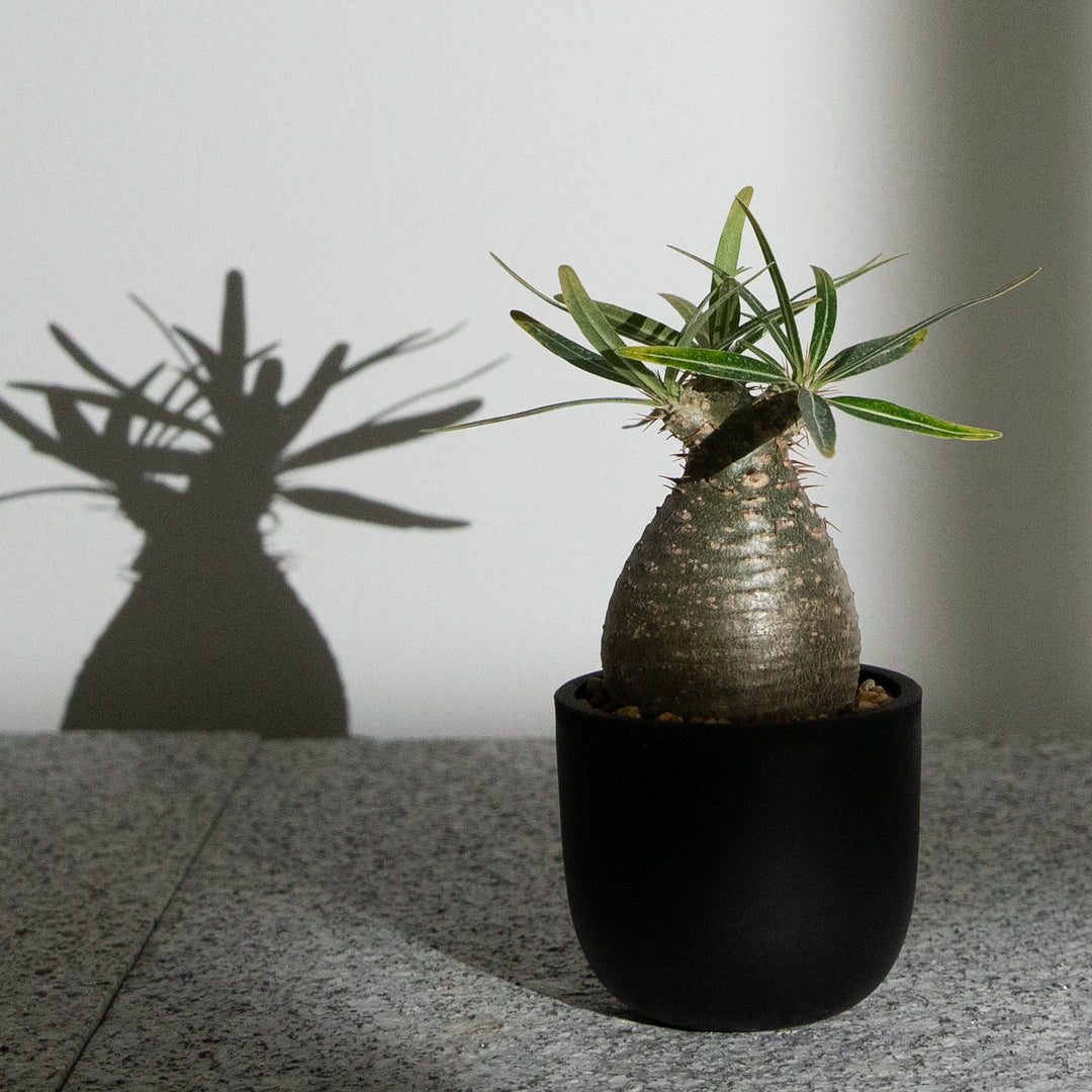 パキポディウム・グラキリス｜(PK-GRA-2505-004-ES)