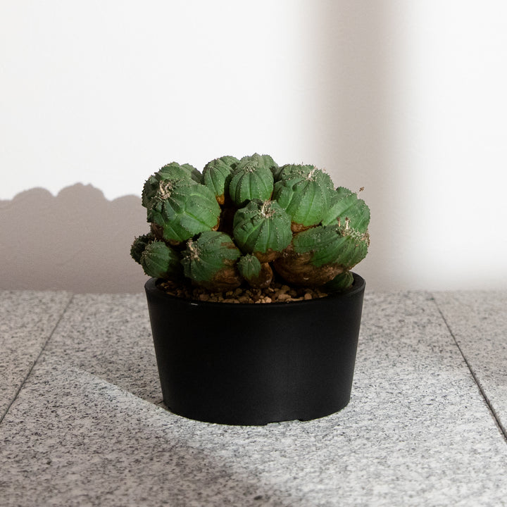 ユーフォルビア・オベサ【多頭】｜(EU-OBE-2509-001-ES)