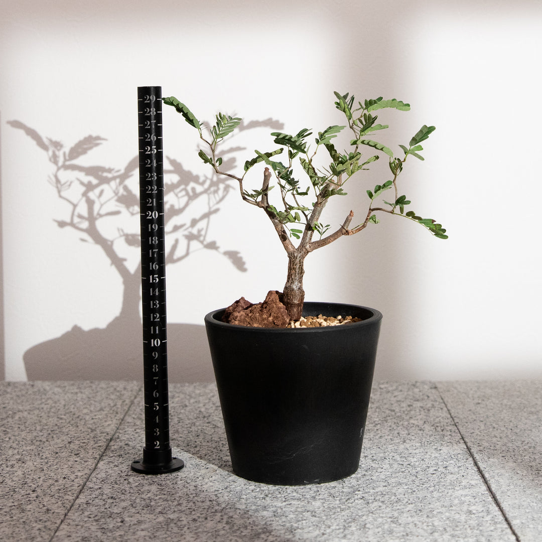 センナ・メリディオナリス｜(SE-MER-2507-005-ES)