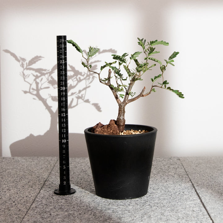 センナ・メリディオナリス｜(SE-MER-2507-005-ES)