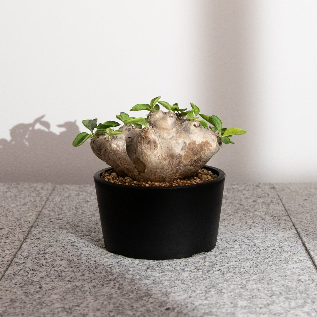 パキポディウム・恵比寿笑い｜(PK-BRE-2509-003-ES)