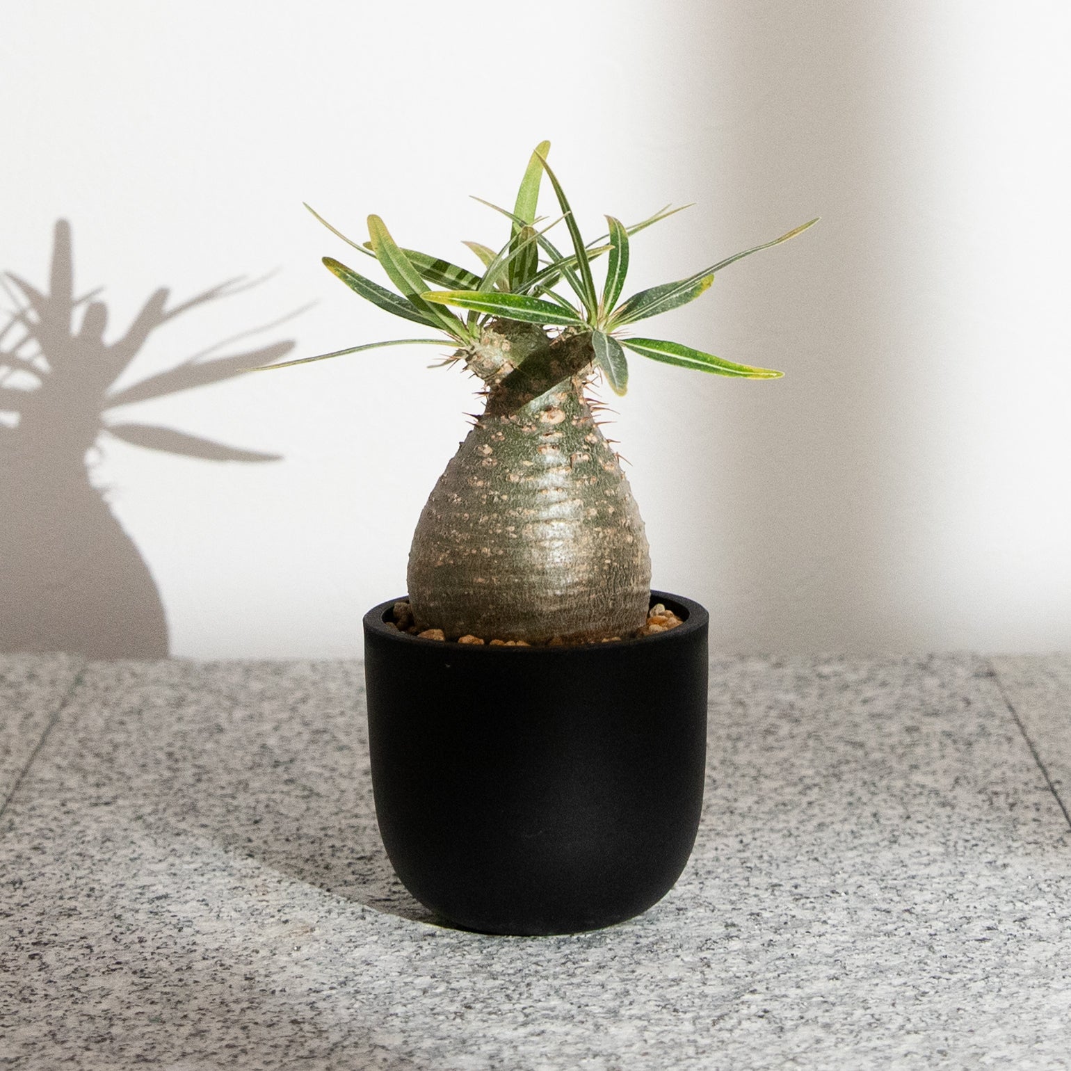 plants-all – KUSABI