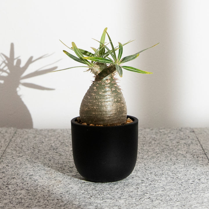 パキポディウム・グラキリス｜(PK-GRA-2505-004-ES)