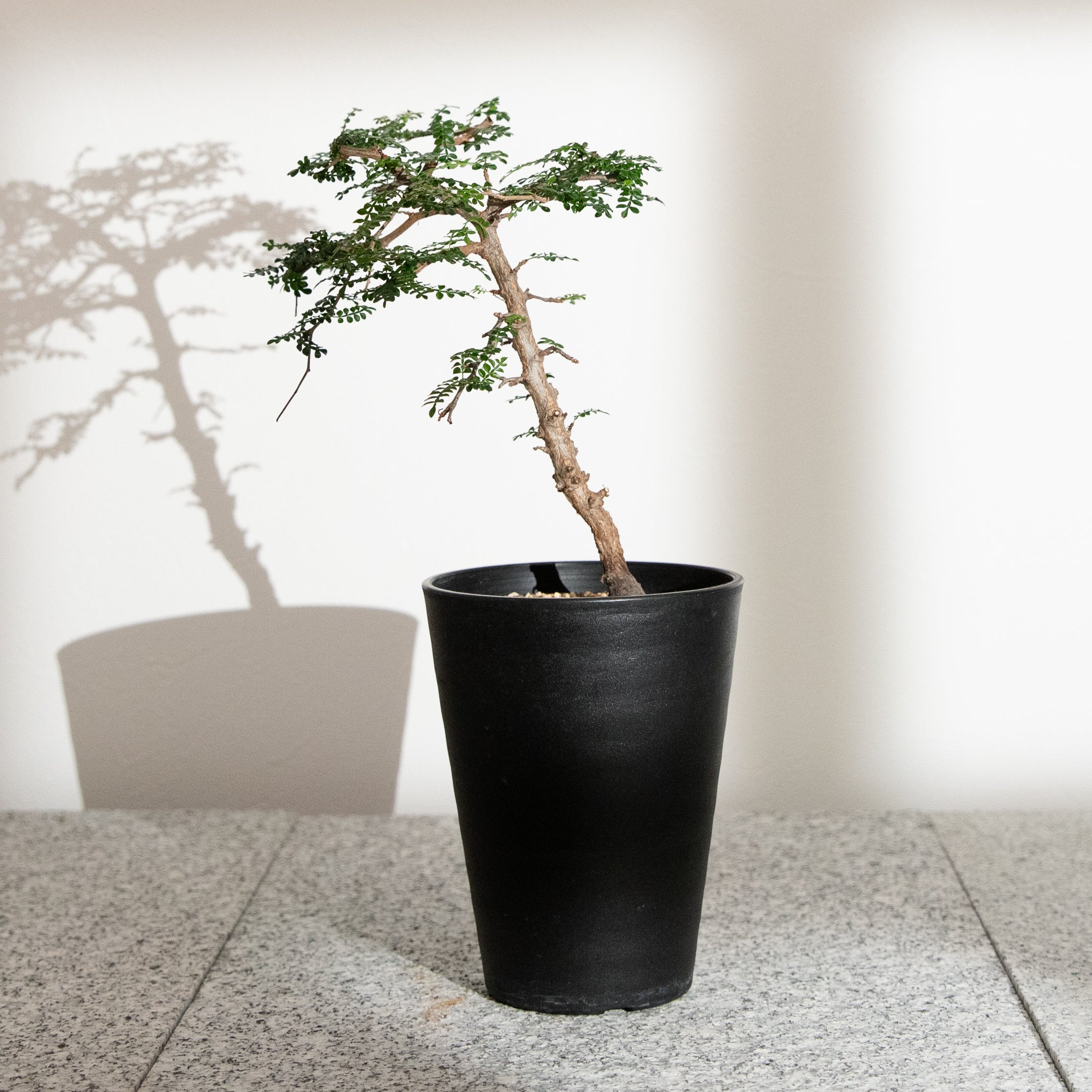 plants-all – KUSABI