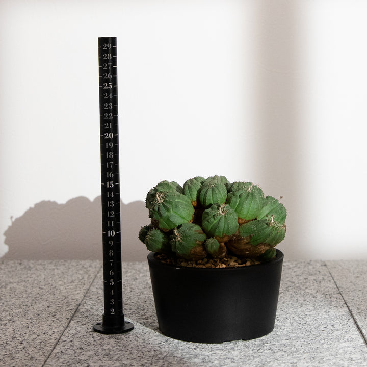 ユーフォルビア・オベサ【多頭】｜(EU-OBE-2509-001-ES)