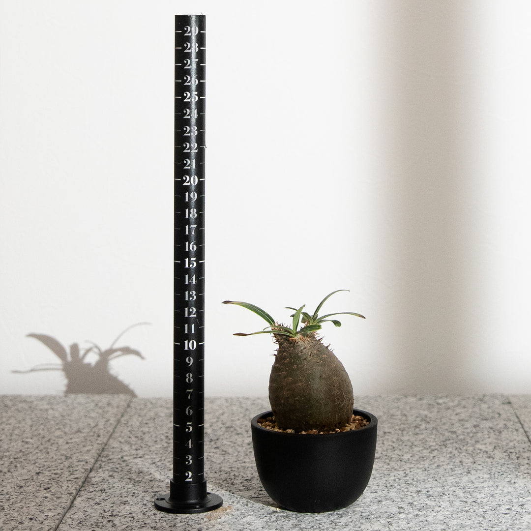 パキポディウム・グラキリス｜(PK-GRA-2509-002-ES)