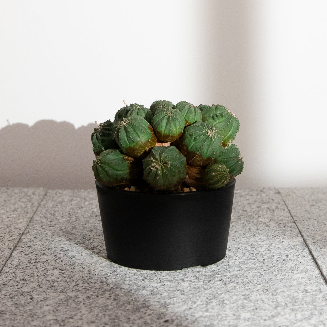 ユーフォルビア・オベサ【多頭】｜(EU-OBE-2509-001-ES)