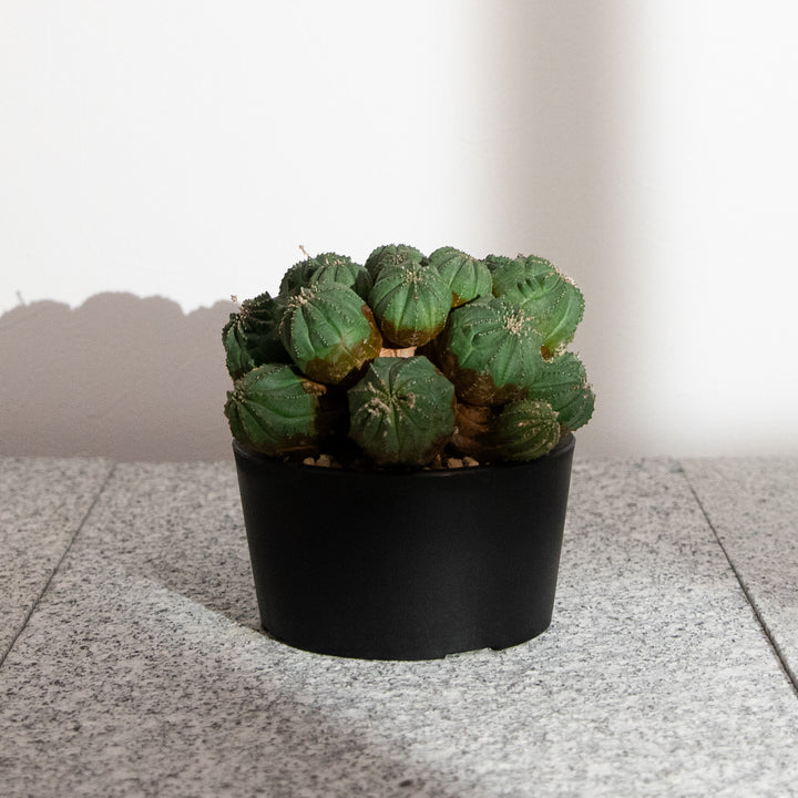 ユーフォルビア・オベサ【多頭】｜(EU-OBE-2509-001-ES)