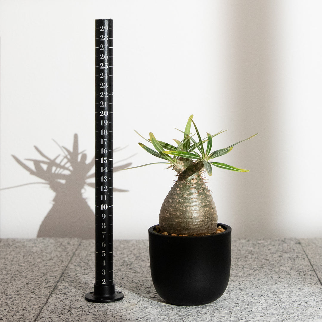 パキポディウム・グラキリス｜(PK-GRA-2505-004-ES)