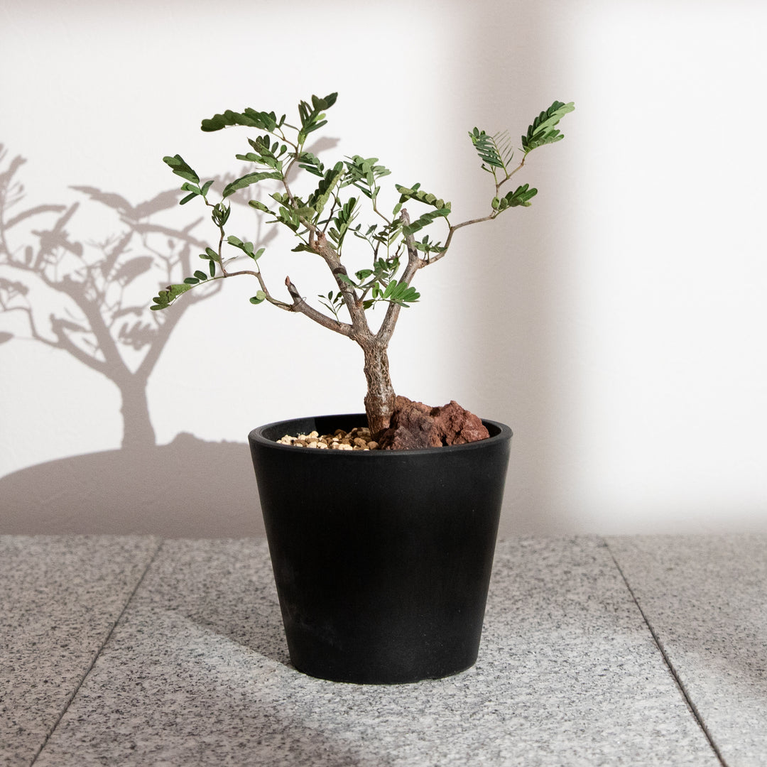 センナ・メリディオナリス｜(SE-MER-2507-005-ES)