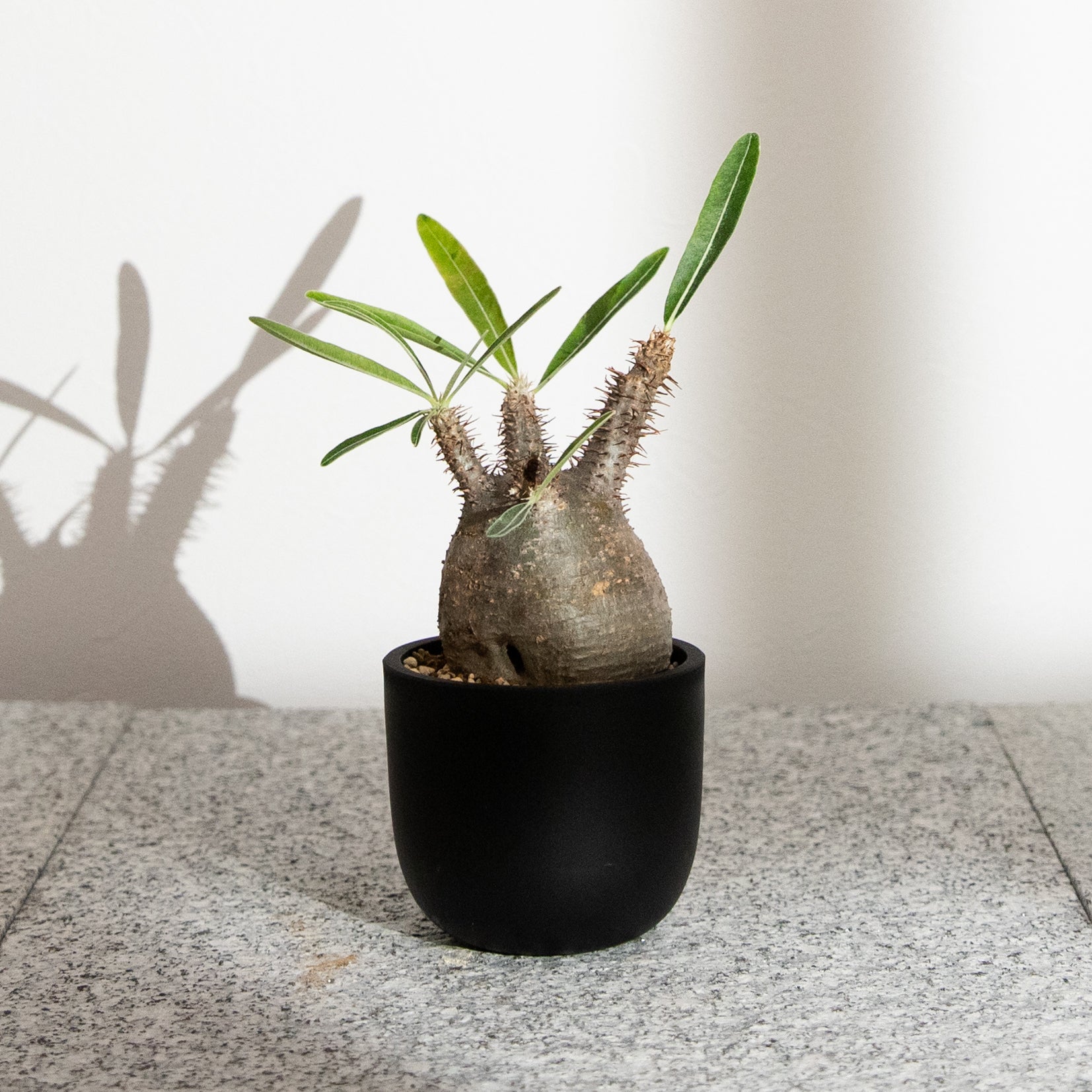 潅木系4株セット (バルサミフェラ、象の木、ネグレクタ、パキプス) K-2 潅木系4株セット (バルサミフェラ、象の木、ネグレクタ、パキプス) K-1