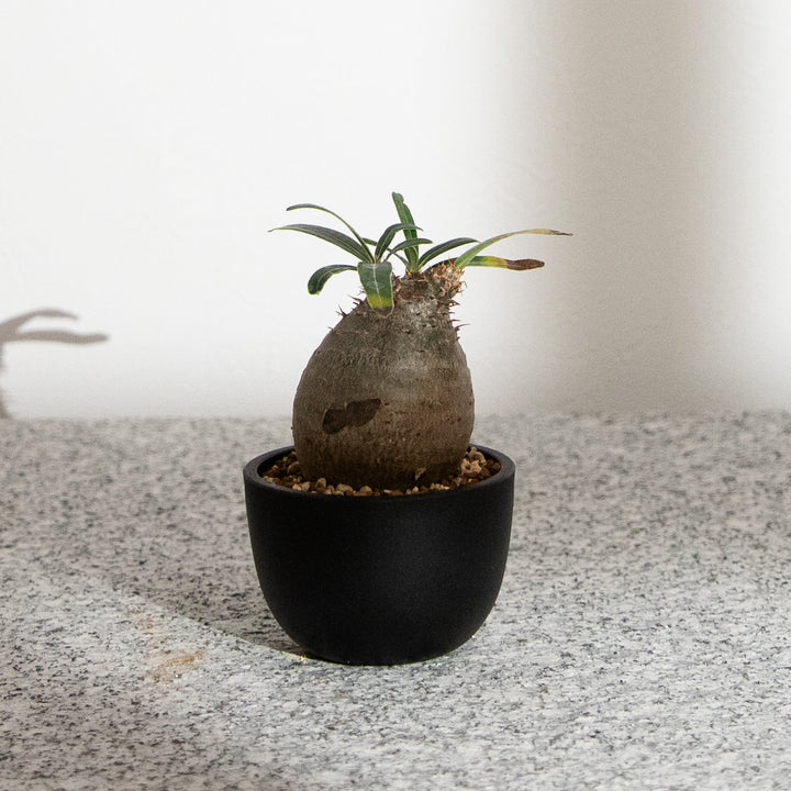 パキポディウム・グラキリス｜(PK-GRA-2509-002-ES)