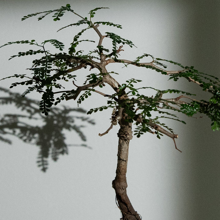 オペルクリカリア・パキプス｜(OP-PAC-2508-006-ES)