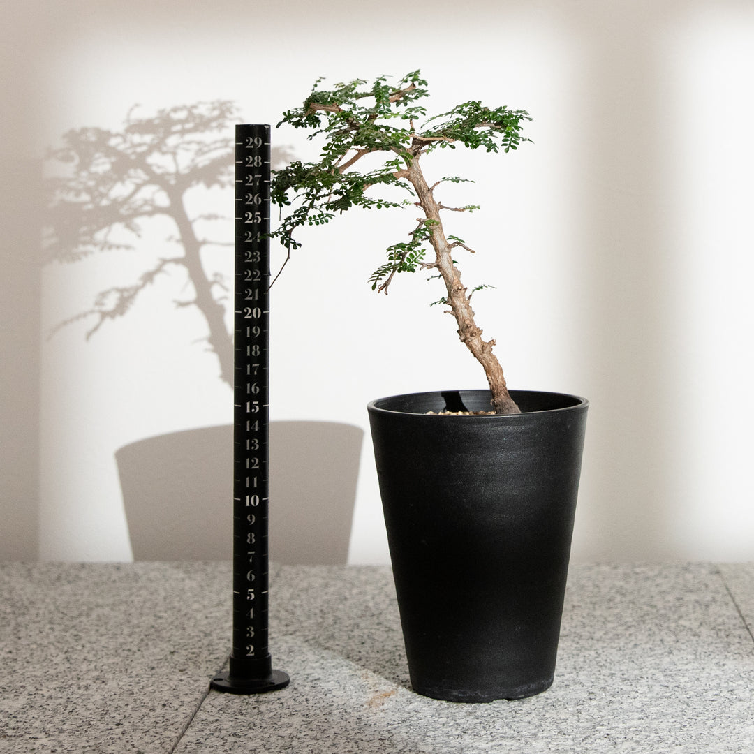 オペルクリカリア・パキプス｜(OP-PAC-2508-008-ES)