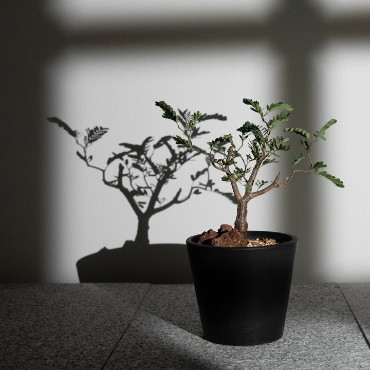 センナ・メリディオナリス｜(SE-MER-2507-005-ES)