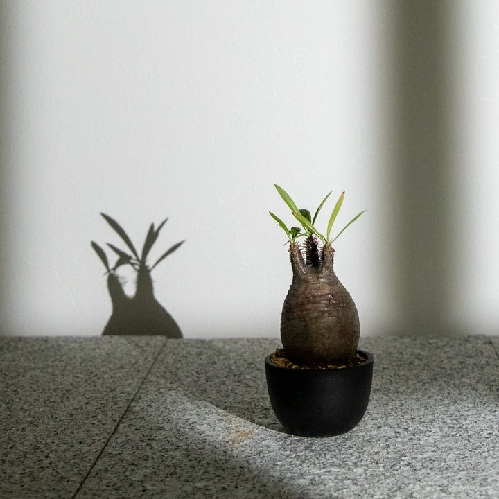 パキポディウム・グラキリス｜(PK-GRA-2509-007-ES)