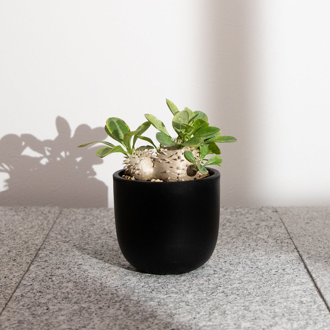 パキポディウム・恵比寿大黒｜(PK-DEN-2507-003-ES)