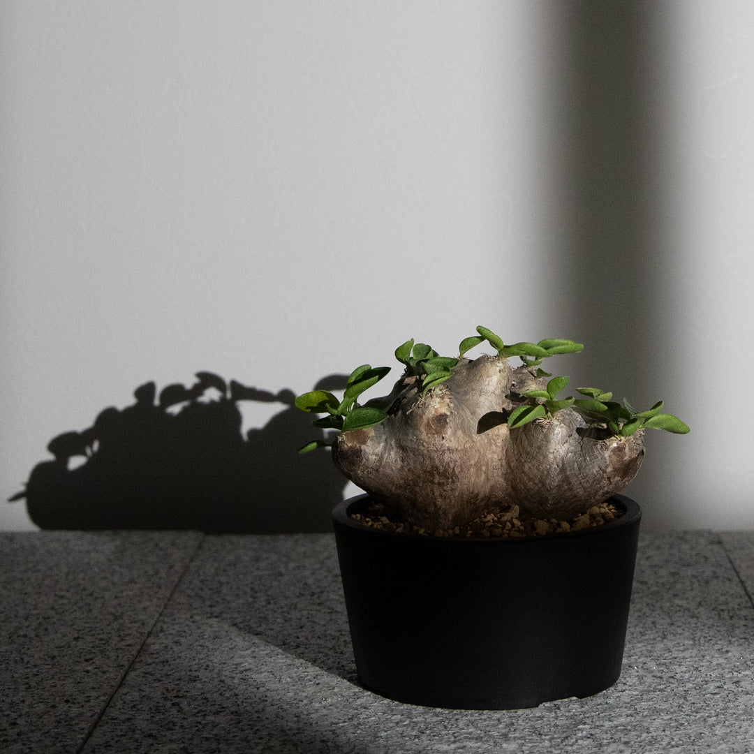 パキポディウム・恵比寿笑い｜(PK-BRE-2509-003-ES)