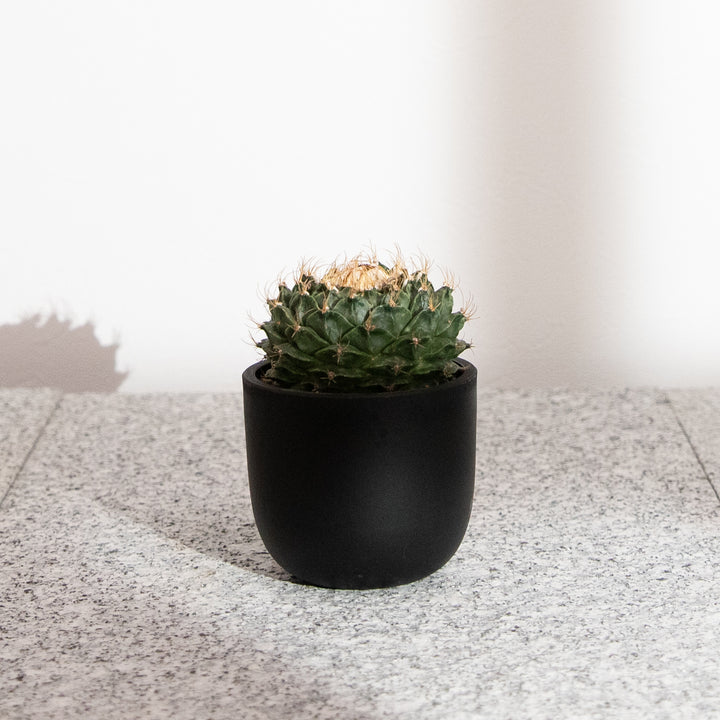 オブレゴニア・デニグリー【帝冠】｜(OB-DEN-2505-001-ES)