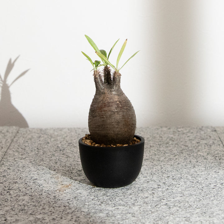 パキポディウム・グラキリス｜(PK-GRA-2509-007-ES)