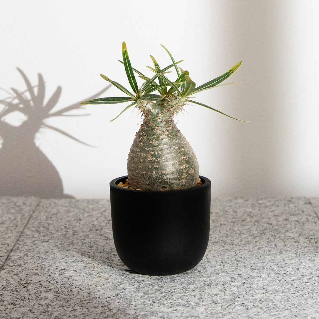 パキポディウム・グラキリス｜(PK-GRA-2505-004-ES)