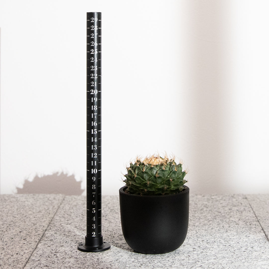 オブレゴニア・デニグリー【帝冠】｜(OB-DEN-2505-001-ES)