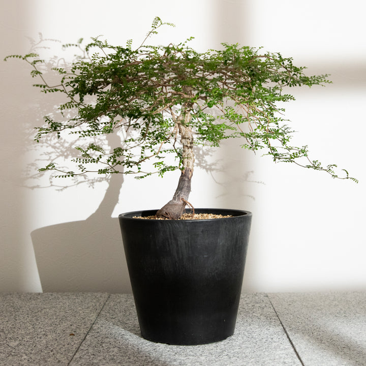 オペルクリカリア・パキプス｜(OP-PAC-2508-010-ES)