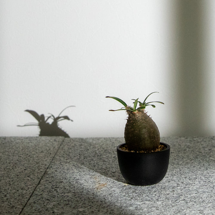 パキポディウム・グラキリス｜(PK-GRA-2509-002-ES)