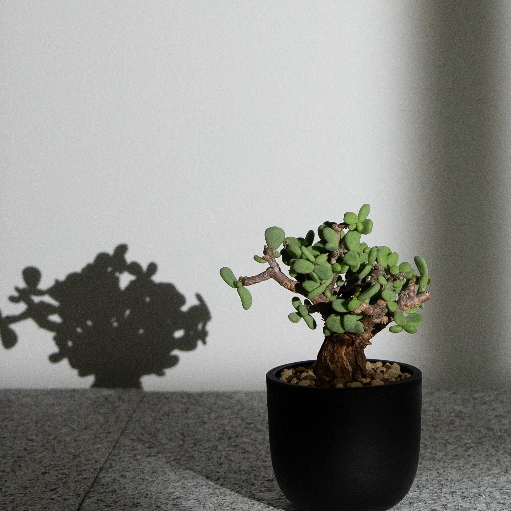 ケラリア・ピグマエア｜(CE-PYG-2508-001-ES) – KUSABI