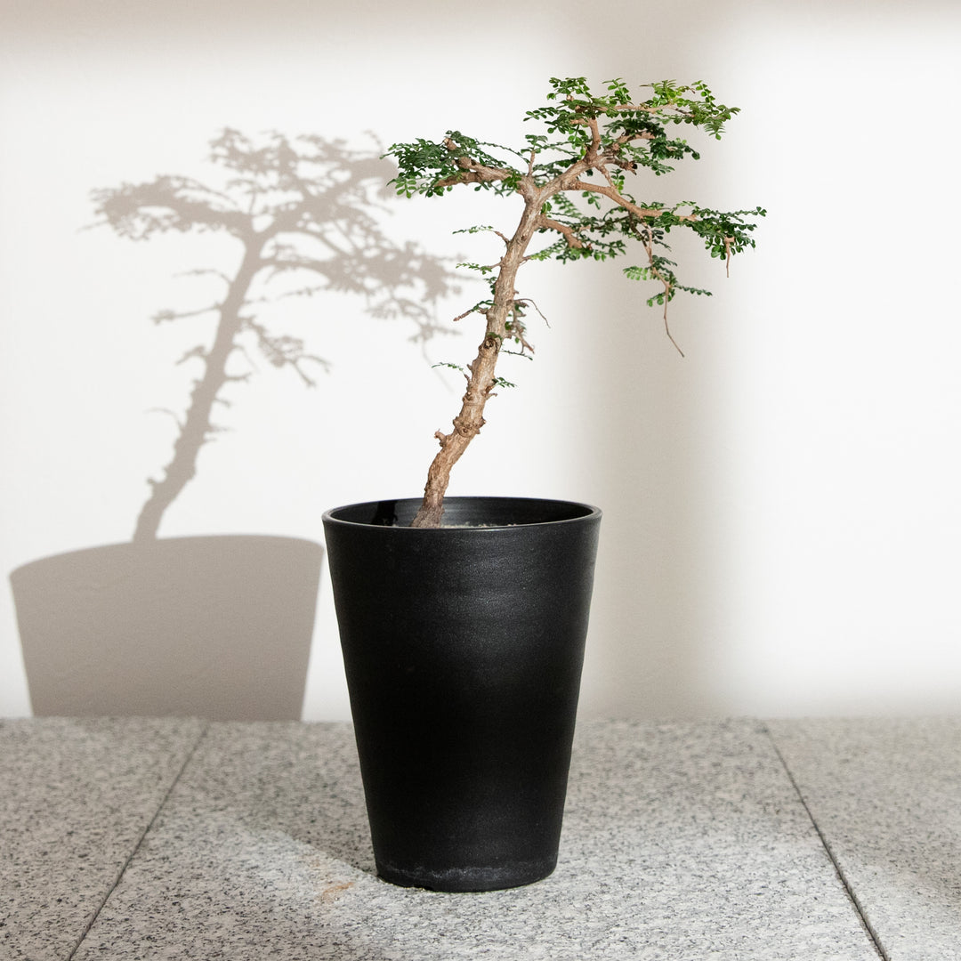 オペルクリカリア・パキプス｜(OP-PAC-2508-008-ES)