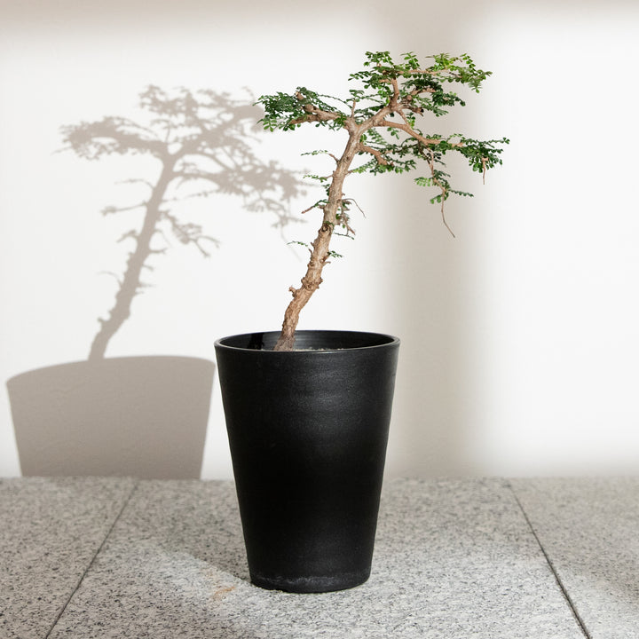 オペルクリカリア・パキプス｜(OP-PAC-2508-008-ES)