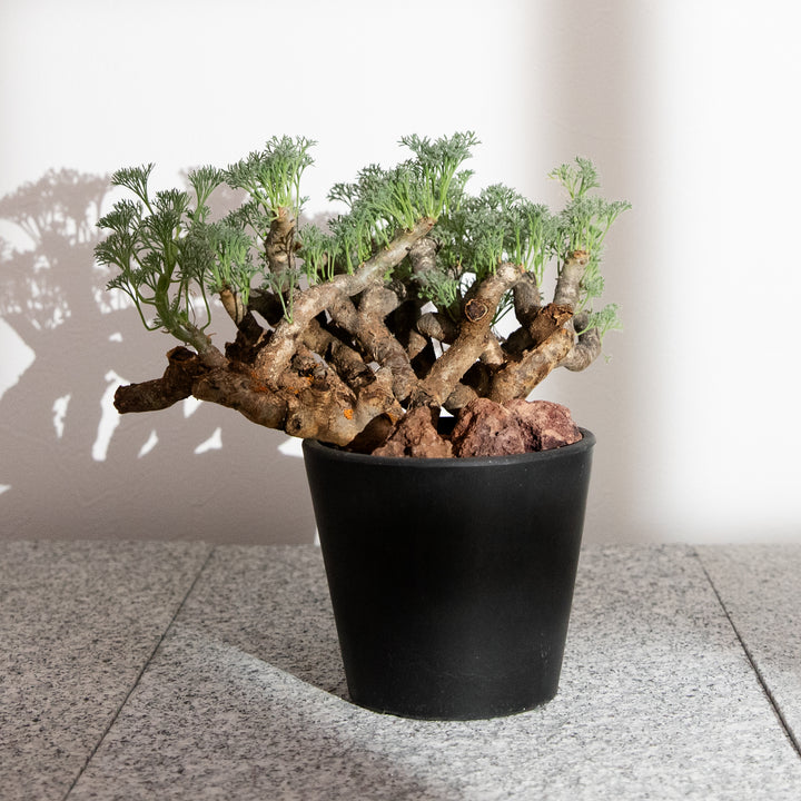 モンソニア・ムルチフィダ｜(MO-MON-2503-001-ES)