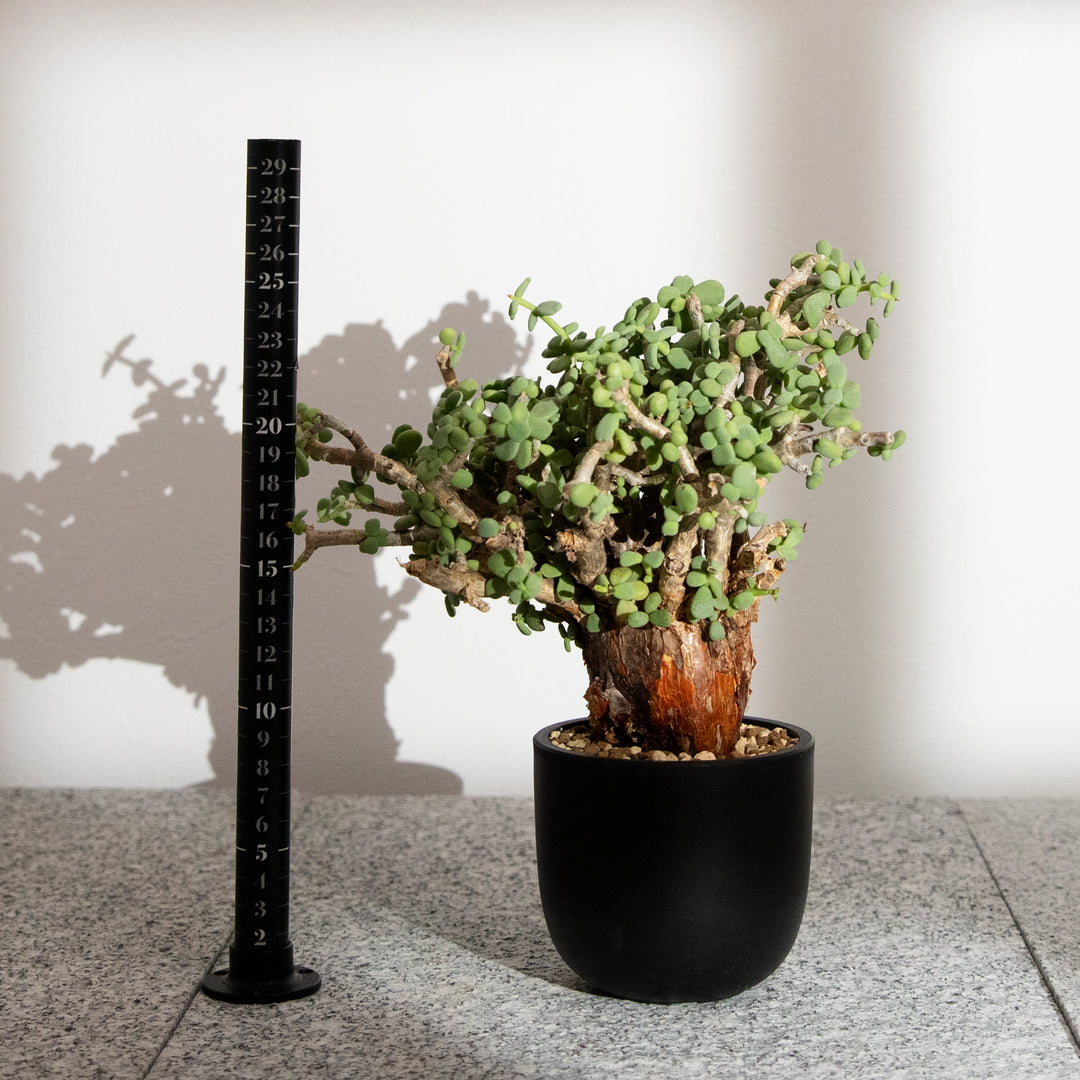 ケラリア ピグマエア｜（CE-PYG-2405-004-ES)