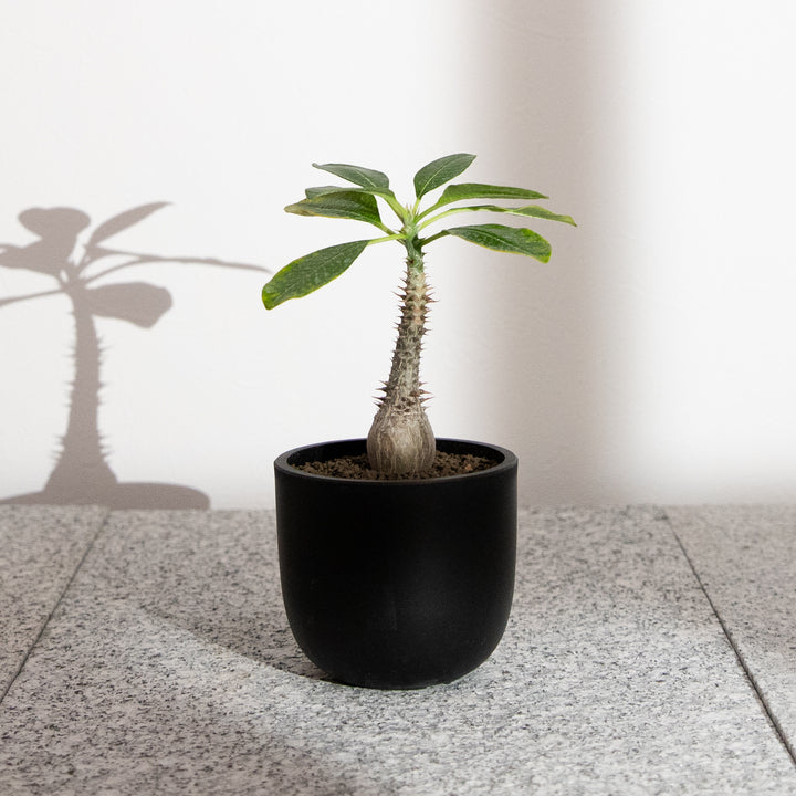 パキポディウム ウィンゾリー｜（PK-WIN-2505-001-ES）