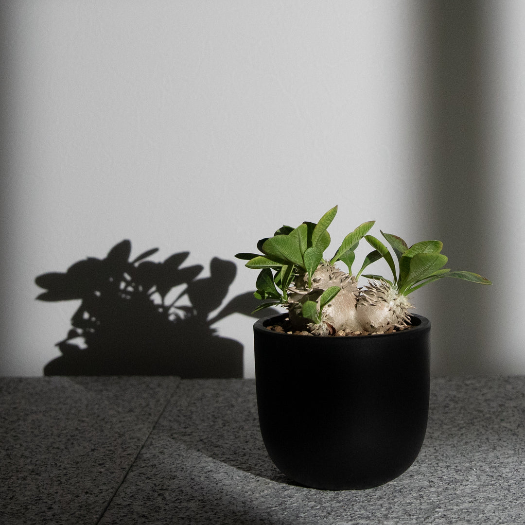 パキポディウム・恵比寿大黒｜(PK-DEN-2507-003-ES)