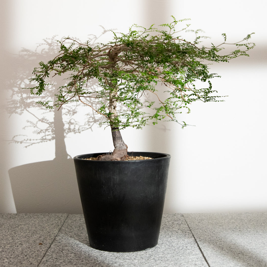 オペルクリカリア・パキプス｜(OP-PAC-2508-010-ES)