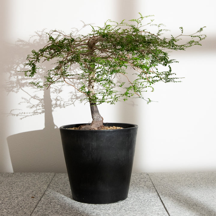 オペルクリカリア・パキプス｜(OP-PAC-2508-010-ES)