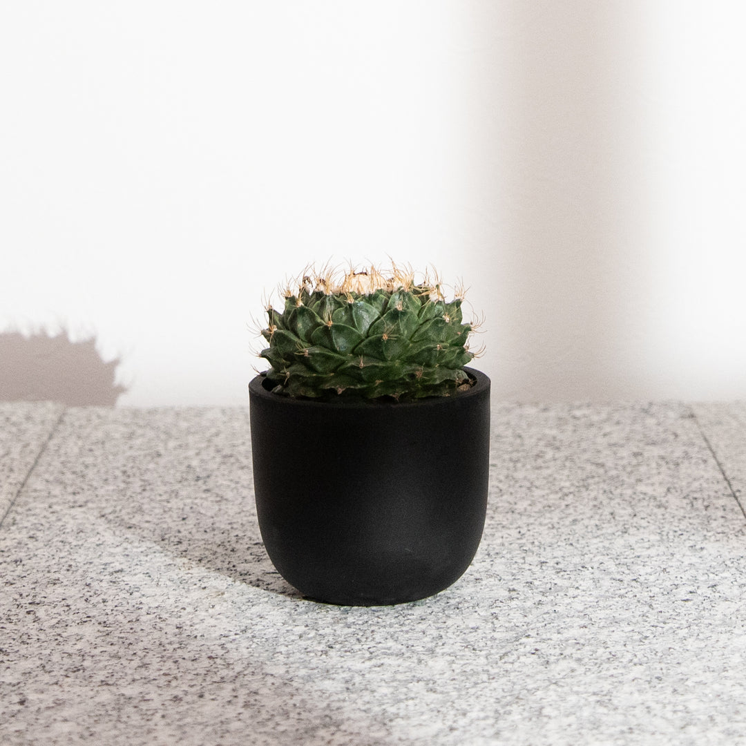 オブレゴニア・デニグリー【帝冠】｜(OB-DEN-2505-001-ES)