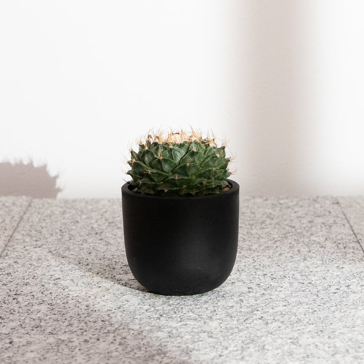 オブレゴニア・デニグリー【帝冠】｜(OB-DEN-2505-001-ES)