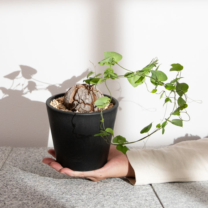 ディオスコレア・亀甲竜｜(DI-DIO-2503-004-ES)