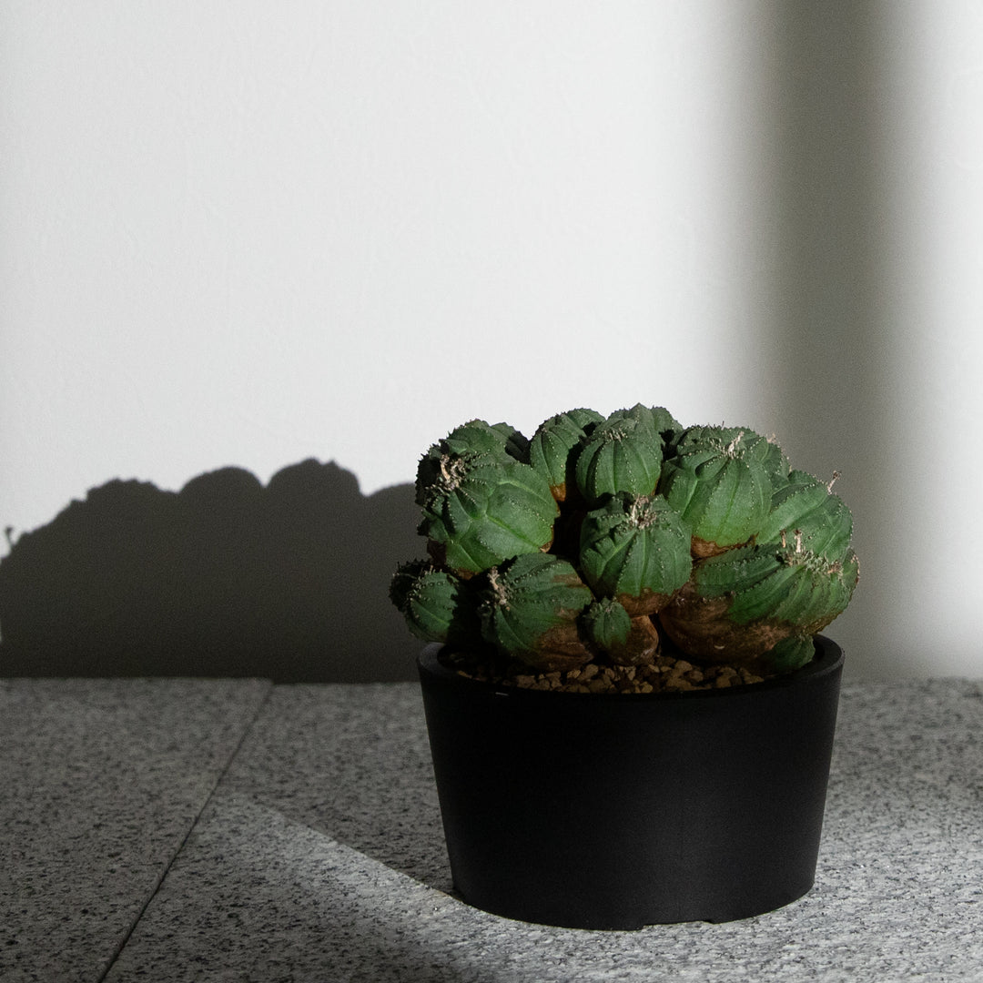 ユーフォルビア・オベサ【多頭】｜(EU-OBE-2509-001-ES)