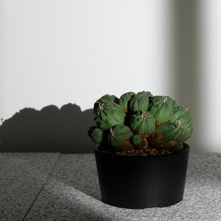 ユーフォルビア・オベサ【多頭】｜(EU-OBE-2509-001-ES)