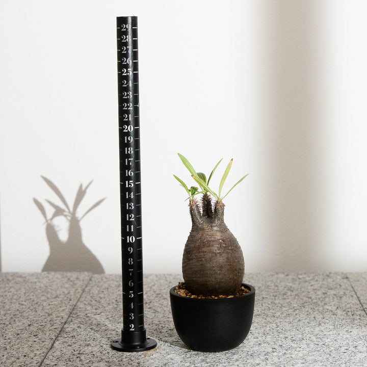 パキポディウム・グラキリス｜(PK-GRA-2509-007-ES)