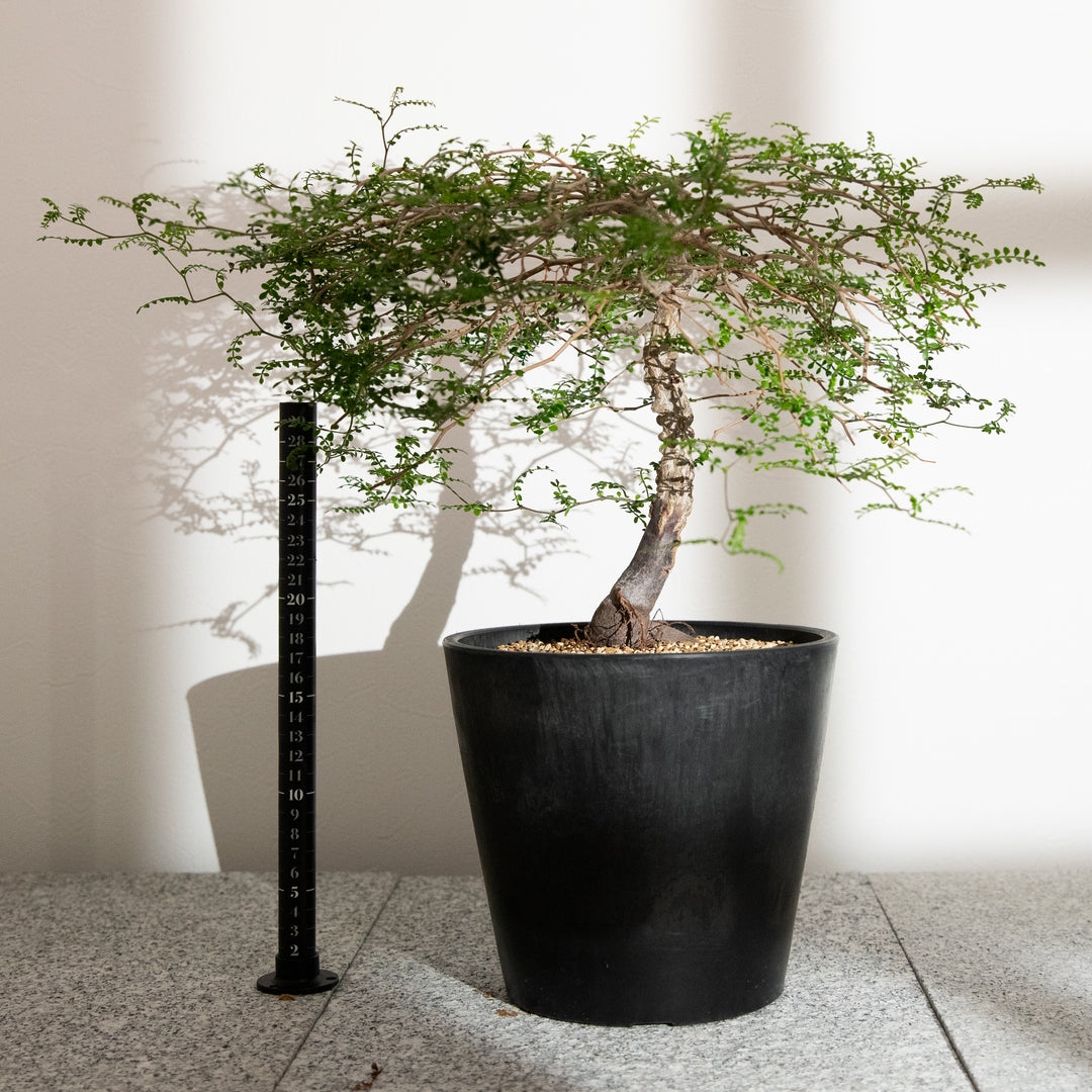 オペルクリカリア・パキプス｜(OP-PAC-2508-010-ES)