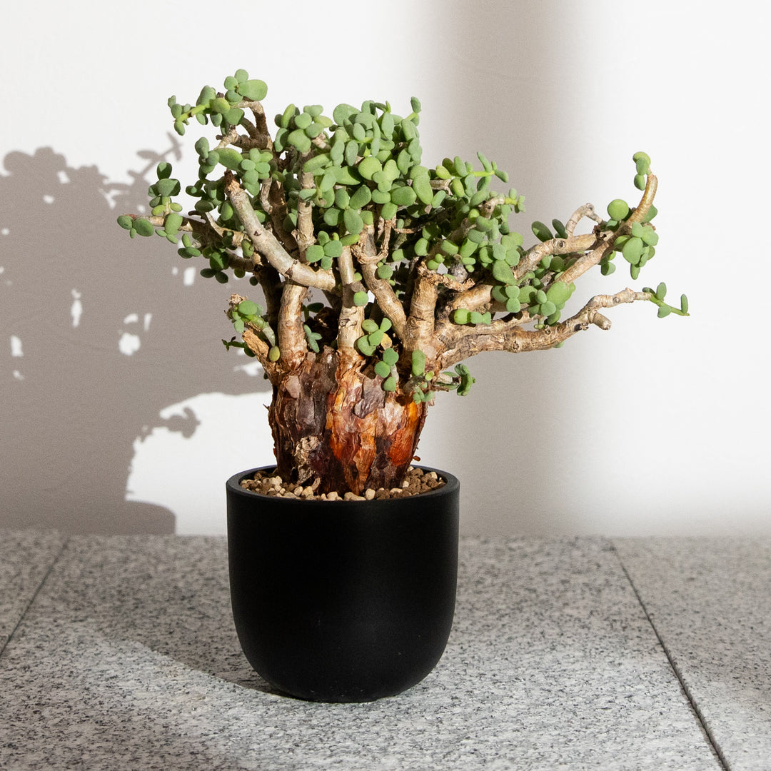 ケラリア ピグマエア｜（CE-PYG-2405-004-ES)