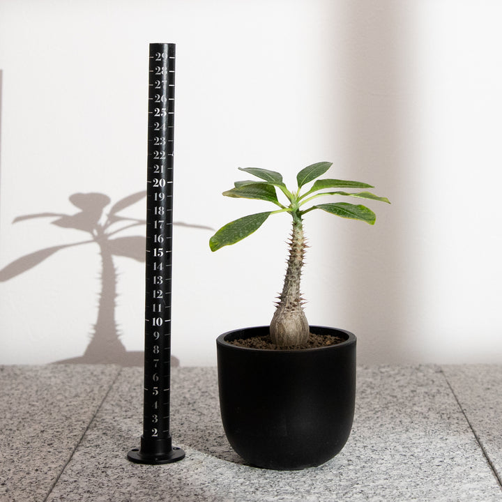 パキポディウム ウィンゾリー｜（PK-WIN-2505-001-ES）