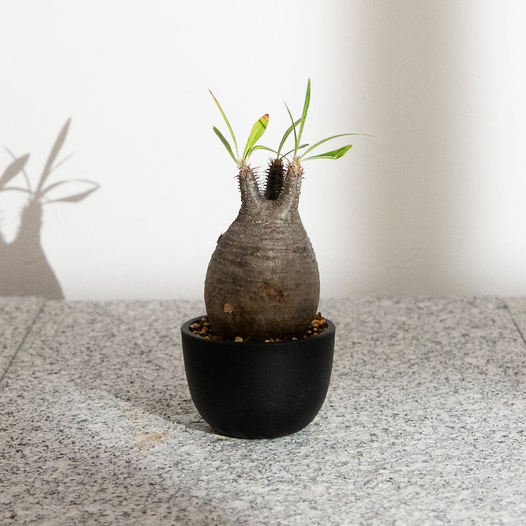 パキポディウム・グラキリス｜(PK-GRA-2509-007-ES)