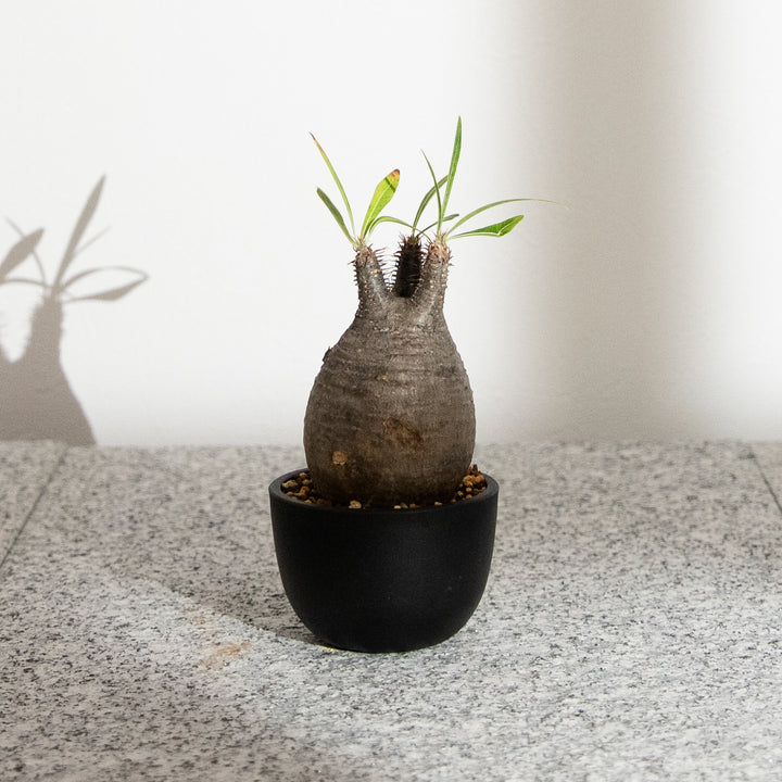 パキポディウム・グラキリス｜(PK-GRA-2509-007-ES)