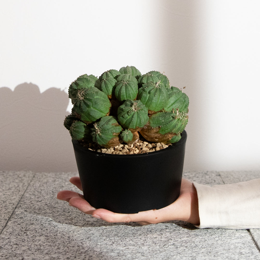 ユーフォルビア・オベサ【多頭】｜(EU-OBE-2509-001-ES)